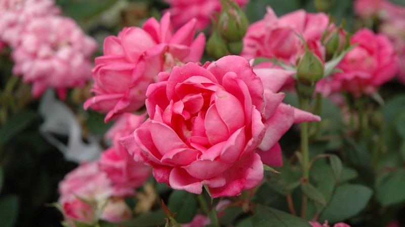 Knock Out Roses