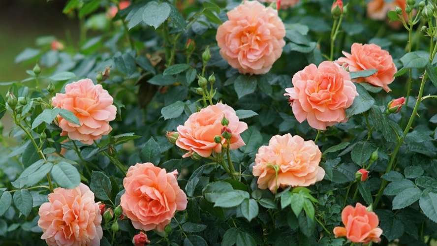 Shrub Roses