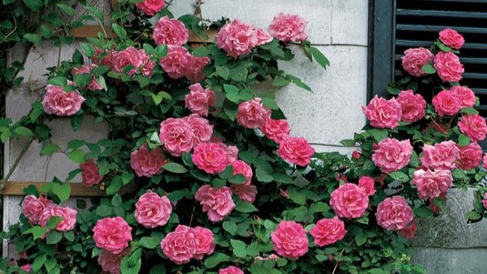 Climbing Roses