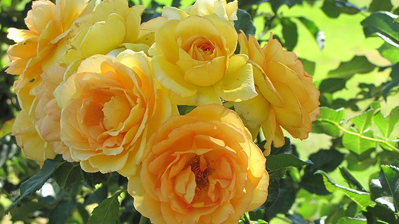 Floribunda Roses