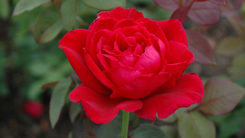 Hybrid Tea Roses