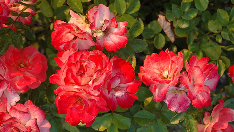 Other Roses