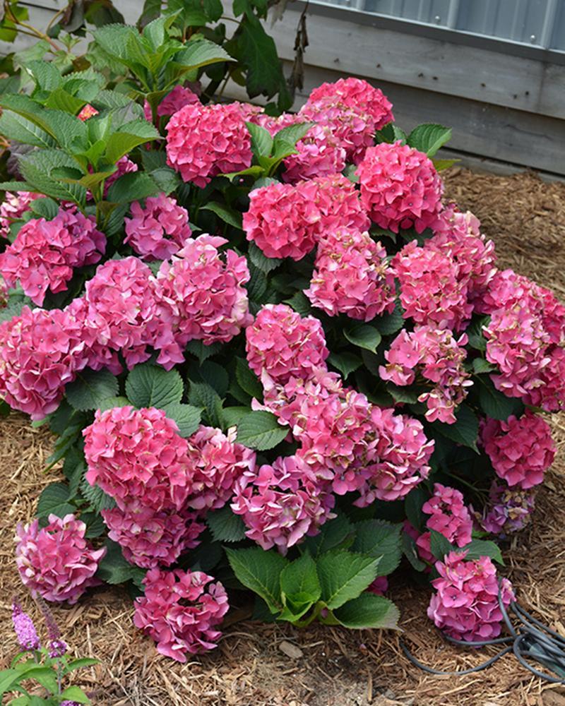 Hydrangea Cityline Paris 3 Gallon