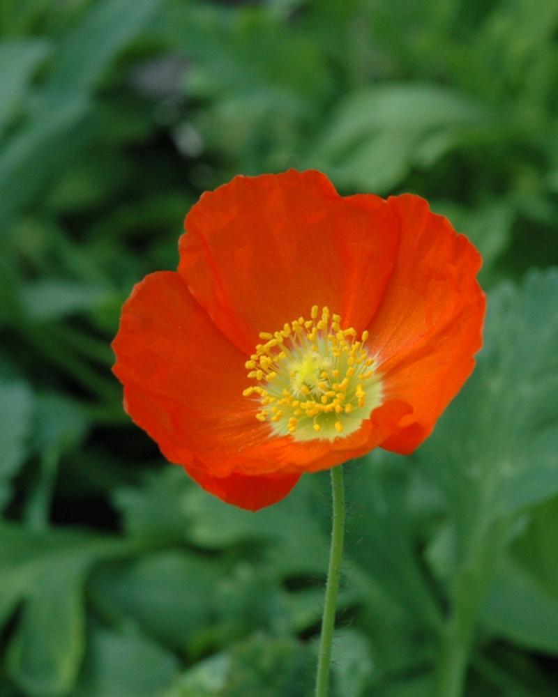 Papaver Cham Bubbles Mix Qt