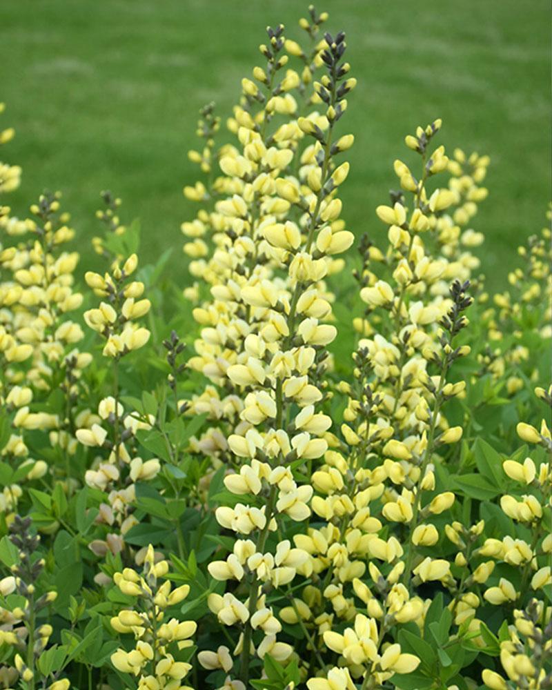Baptisia Decadence&reg; 'Lemon Meringue' 1 Gallon