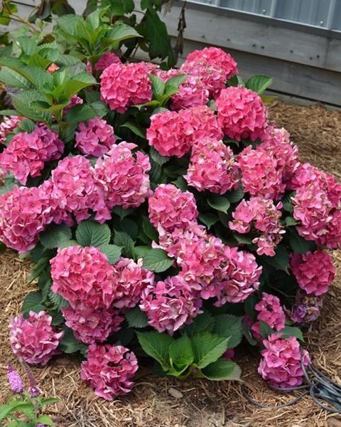 Hydrangea Cityline Paris 3 Gallon