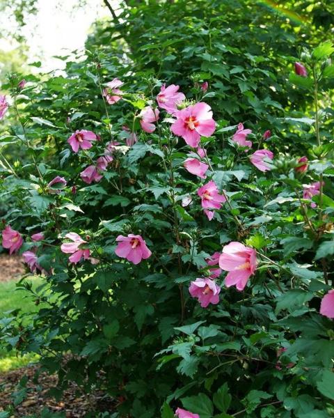 Althea Paraplu Rouge 3 Gallon