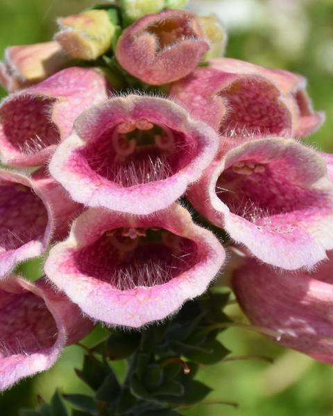 Digitalis 'Summer King' 1 Gallon