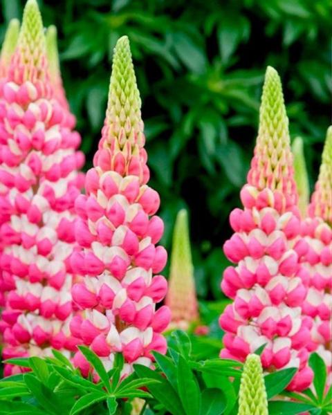 Lupine Rachel De Thame #2