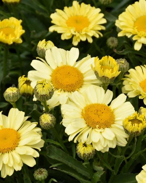 Leucanthemum Real Sunbeam #2