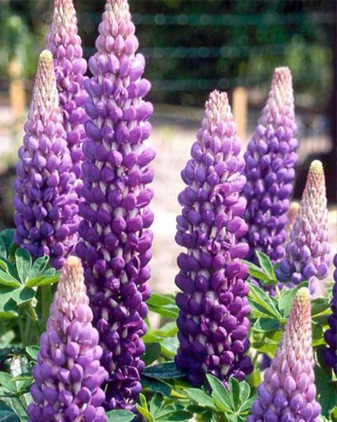 Lupine Persian Slipper #2
