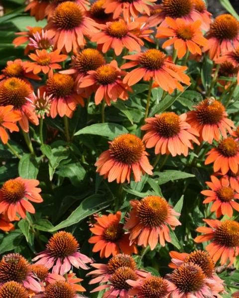 Echinacea Pn Orange Red