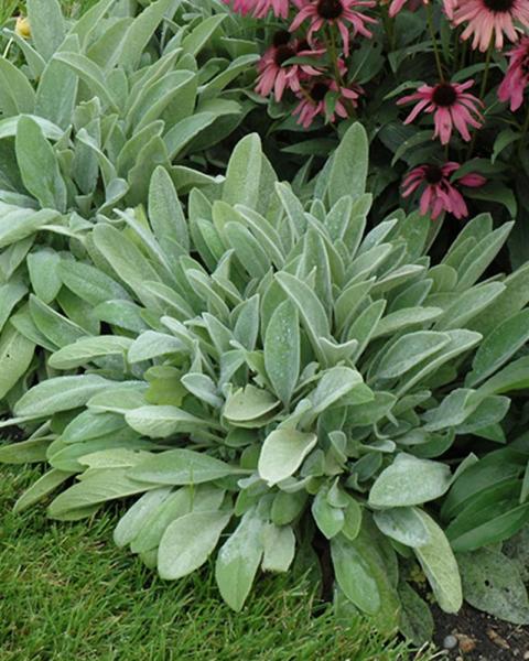 Stachys 'Summer Crush' 1 Gallon