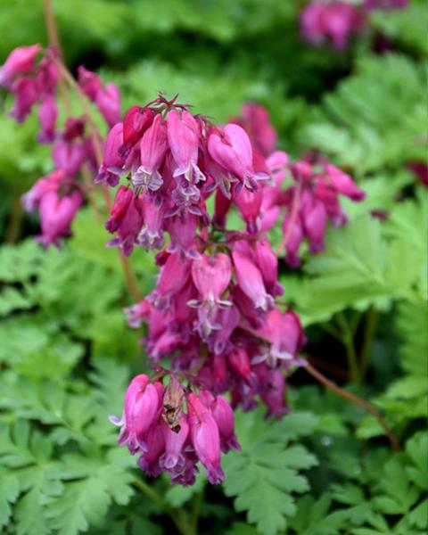 Dicentra Luxuriant