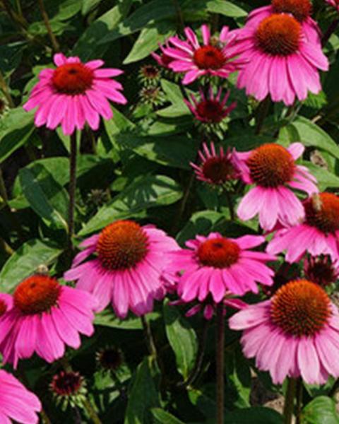 Echinacea Sunseekers® 'Purple' 1 Gallon