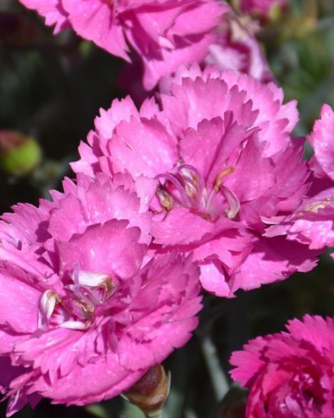 Dianthus Everlast Orchid