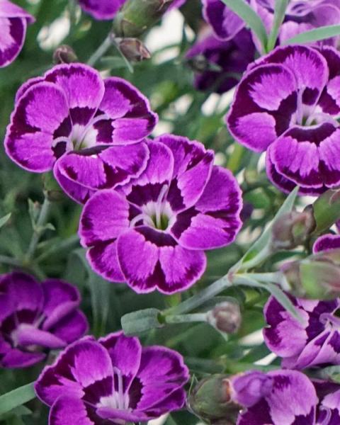Dianthus Everlast Violet Blue