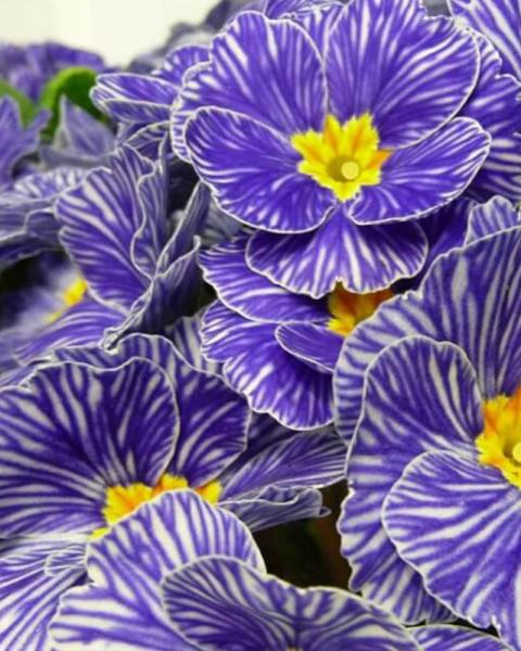 Primula Blue Zebra Qt
