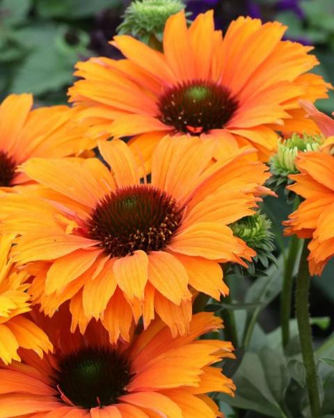 Echinacea Ss Mineola