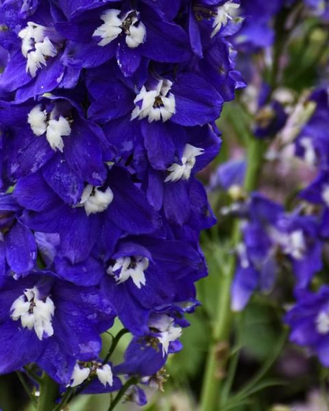 Delphinium Blue Fabulosa