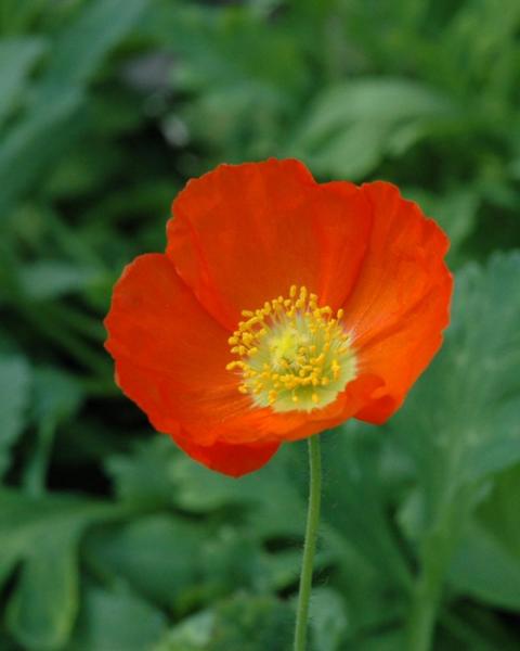 Papaver Cham Bubbles Mix Qt
