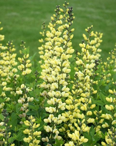 Baptisia D Lemon Meringue Pw