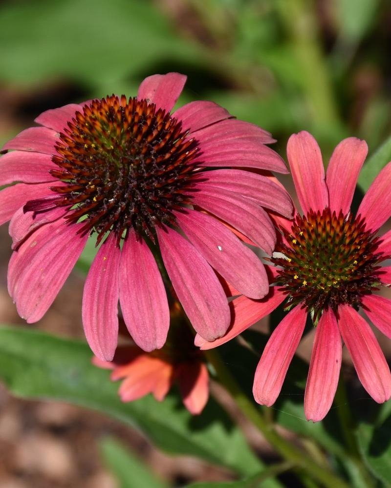 Echinacea Sunseekers® 'Red' 1 Gallon