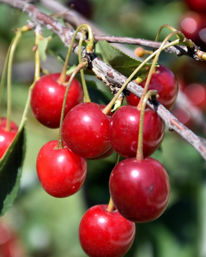 Cherry S-dwf Tree Royal Ann (sweet) 5 Gallon