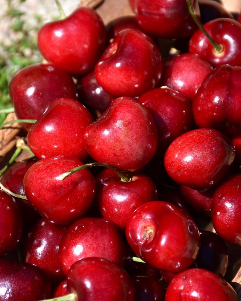 Cherry S-dwf Sweetheart #5