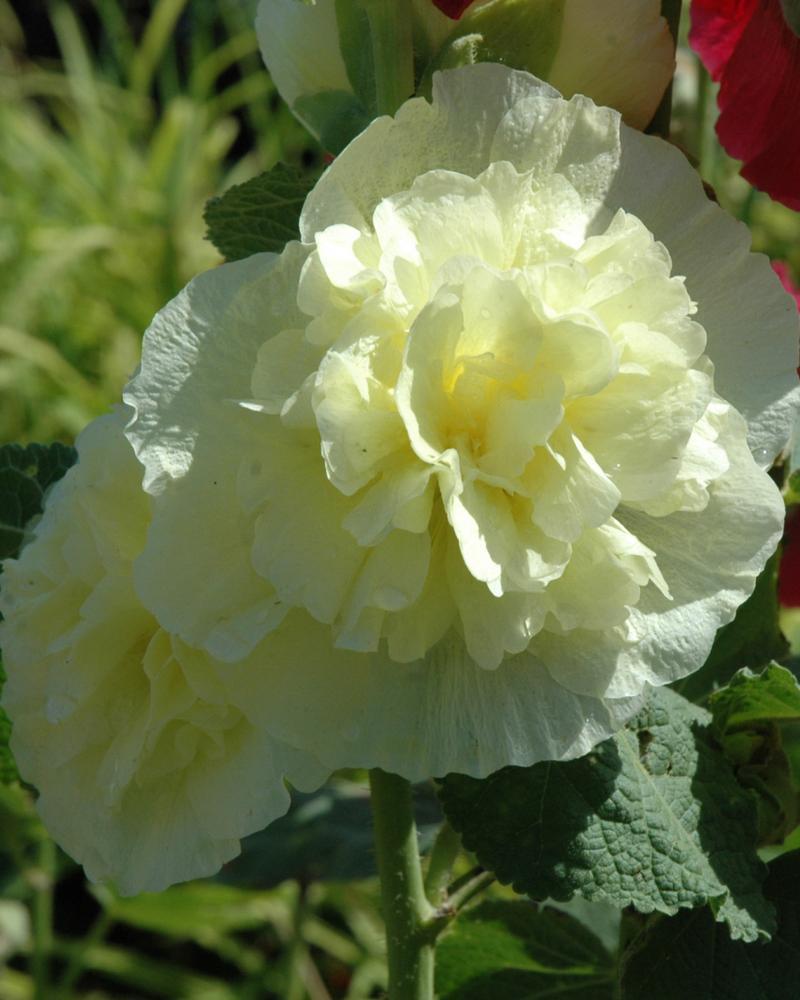 Alcea Chaters Double Mix