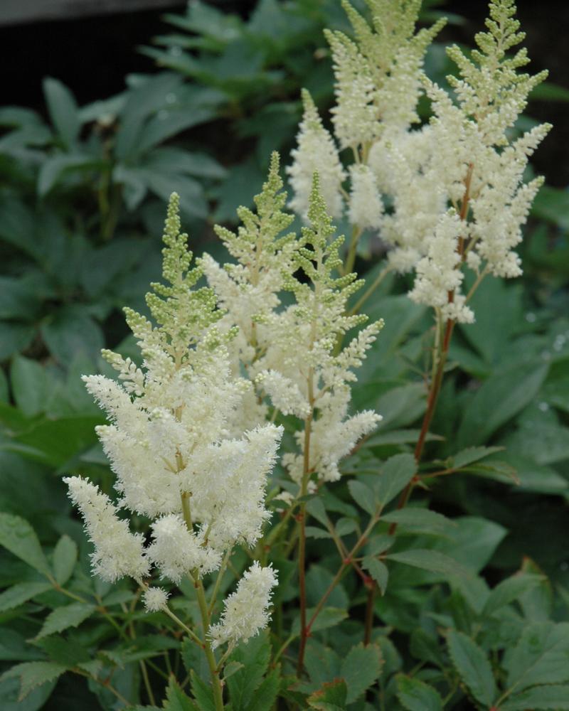 Astilbe Chinensis Lowlands White