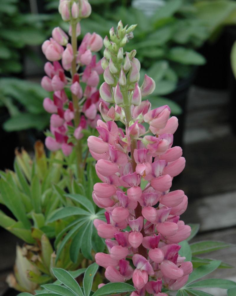 Lupinus Gallery0 'Gallery Mix' 1 gal