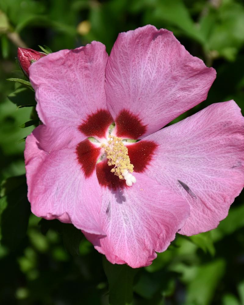 1 Gal Pw Hibiscus