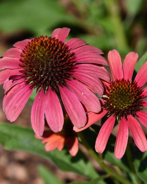 Echinacea Sunseekers® 'Red' 1 Gallon