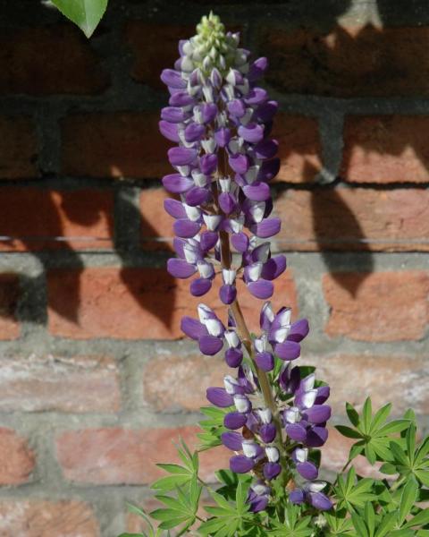 Lupinus Westcountry 'Blacksmith' 1 Gallon