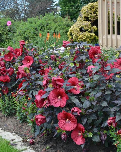 Hibiscus Head Over Heels Desire