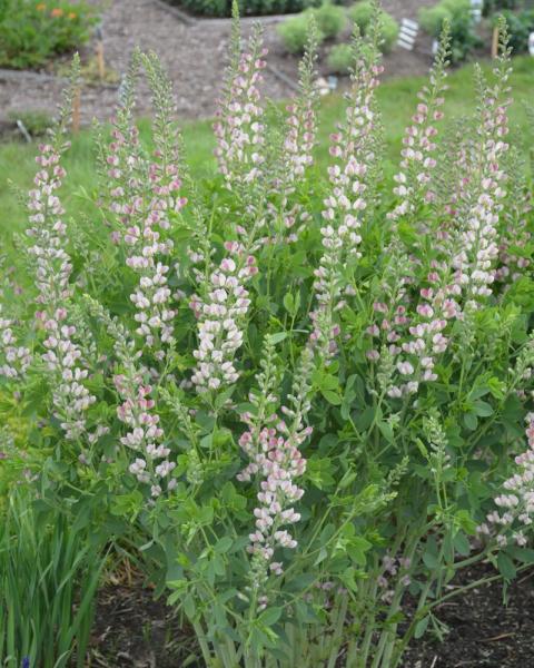 Baptisia Plum Rosy