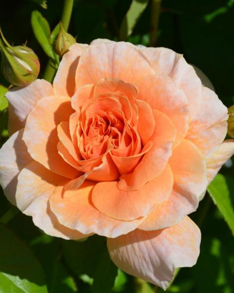 Rose At Last®