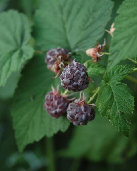 Raspberry Munger Black #8