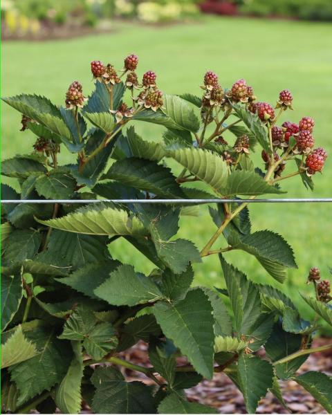 Blackberry Taste of Heaven 8" Pot