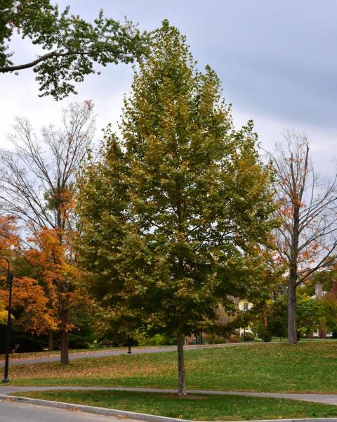 Sycamore Bloodgood London Planetree 10 Gallon