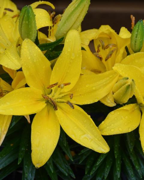 Lilium Lily Looks 'Tiny Ranger' 1 Gallon