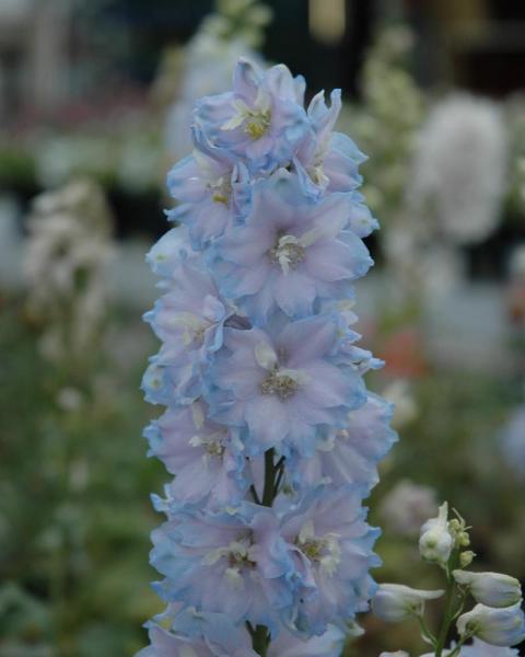 Delphinium Magic Ftn Mix