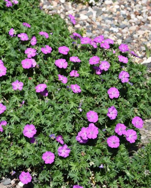 Geranium 'Vision® Violet' 1 Gallon