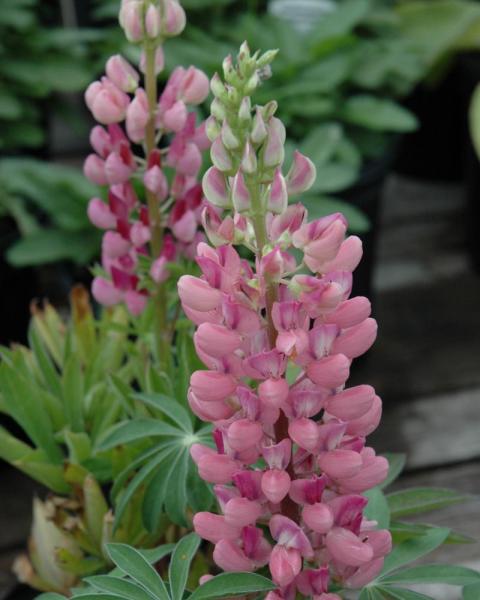 Lupinus Gallery0 'Gallery Mix' 1 gal