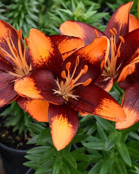 Lilium Lily Looks 'Tiny Lion' 1 Gallon