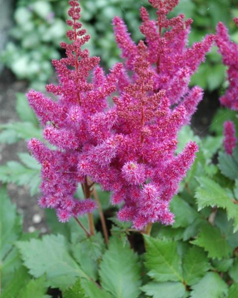Astilbe Black Pearls
