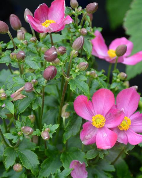 Anemone Spring Beauty Pink