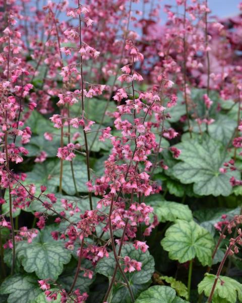 Heuchera Berry Timeless