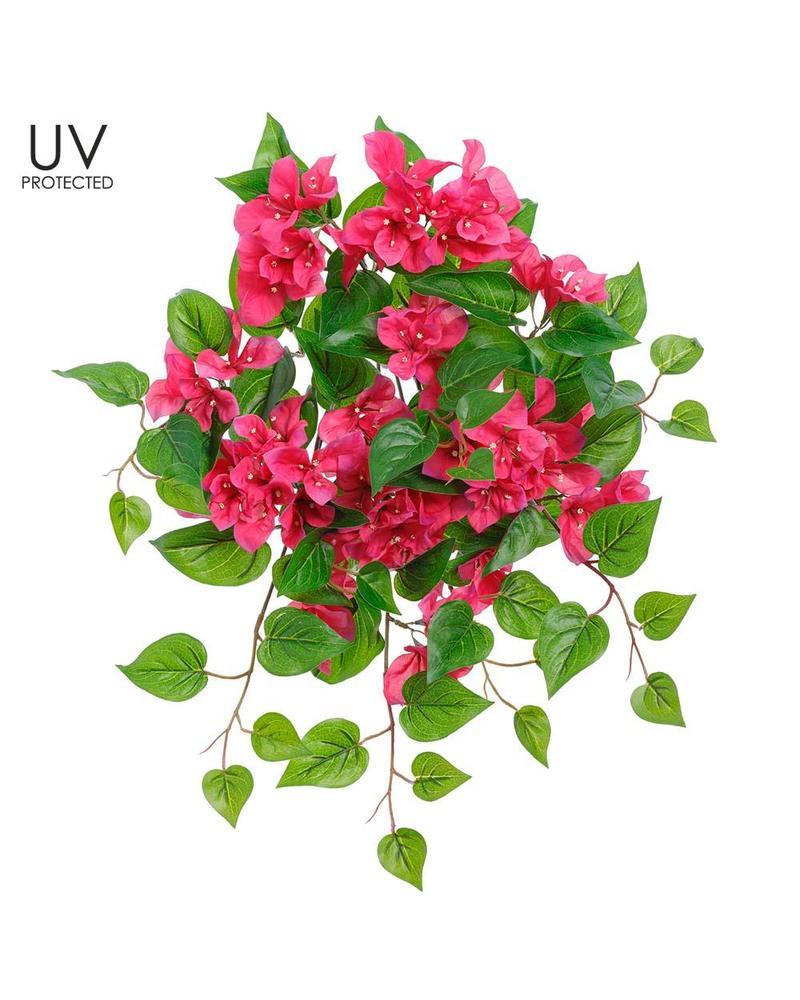Bougainvilla Bush 20" Uv